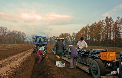 　長芋収穫作業　順調に進んでいます