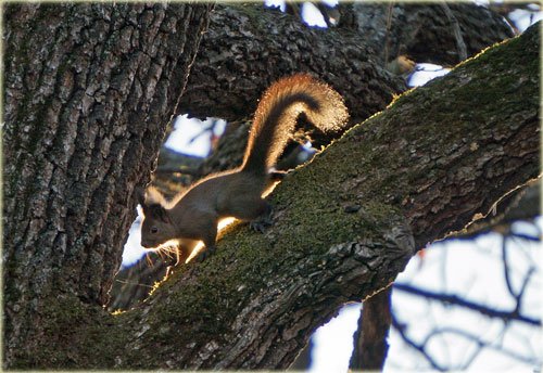 　すずらん公園のエゾリス