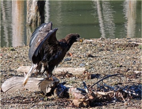 　オオワシの幼鳥？とアオサギ