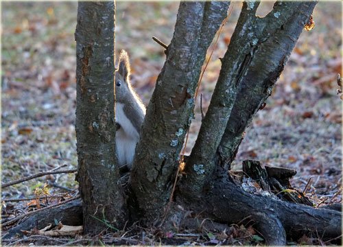 　エゾリス　りーちゃんのかくれんぼ