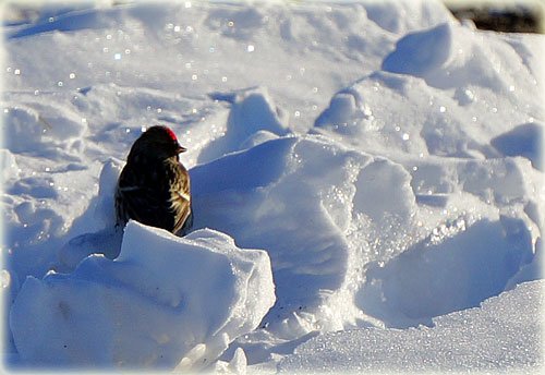 　光る雪の中に赤いベレー帽