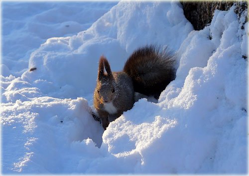 　おやつを雪に隠すりーちゃん