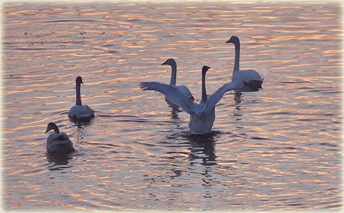 　出会いは白鳥、サギ、野生ミンク