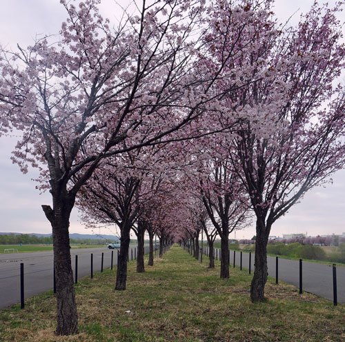 　桜トンネルと宿り木桜