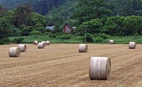 　曇天の今日も見られた牧草ロール