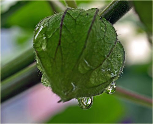 　時々雨の庭で草取りとマクロ撮影