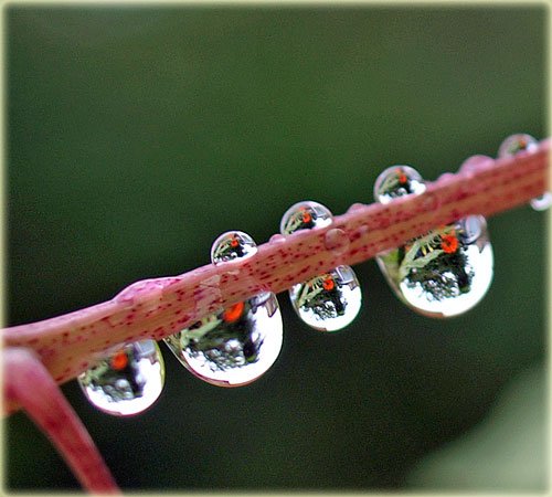 　雨上がりの庭