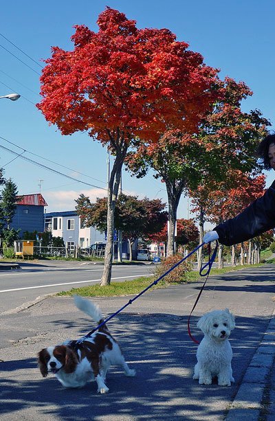 　紅葉の街路樹と散歩のワンちゃん