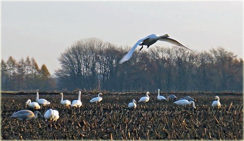 　白鳥は畑より水辺が似合いますね