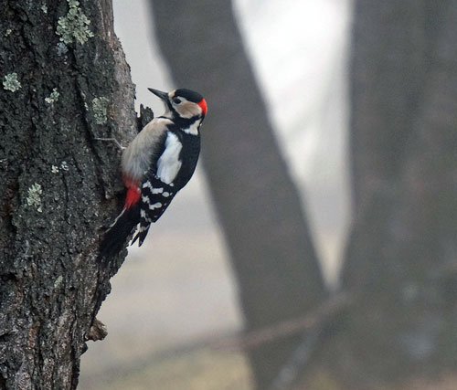 　すずらん公園の野鳥