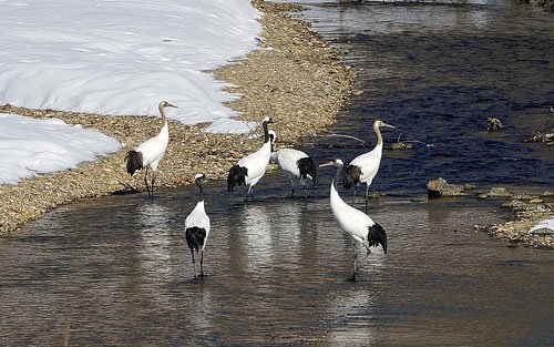 　9羽の丹頂と霧氷ダイアモンドダスト