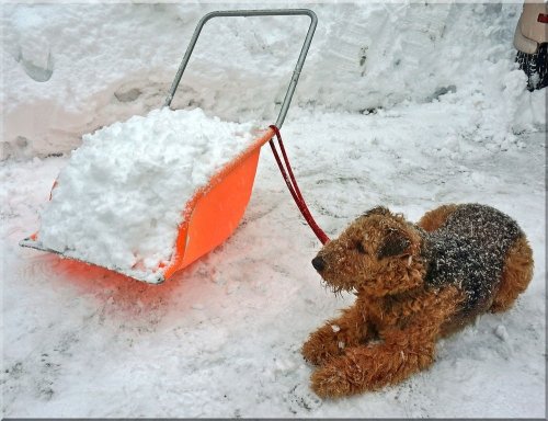 　三月に入っても雪撥ね