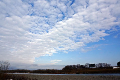 ひつじ雲の朝にオオハクチョウ