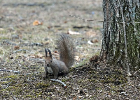 とても多かった公園のエゾリス