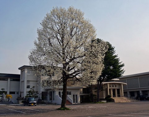 キタコブシと桜