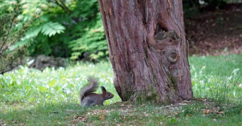 緑ヶ丘公園で見かけたエゾリス