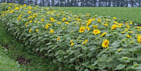 　夏の花　ひまわり