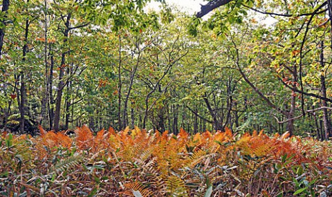 山は秋の色　別府の畑