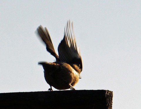 あずさ公園の野鳥