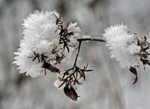 芽登の雪の花とツララ氷