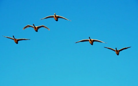 白鳥が黒鳥に変わる時