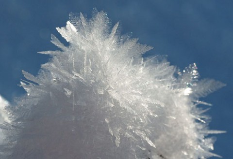 雪原で咲いた霜の花