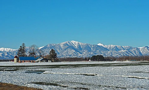 雪解け進み小麦畑も顔を出す