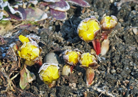 　季節の花は福寿草から