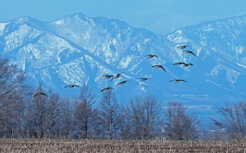 幕別の畑に集まる野鳥