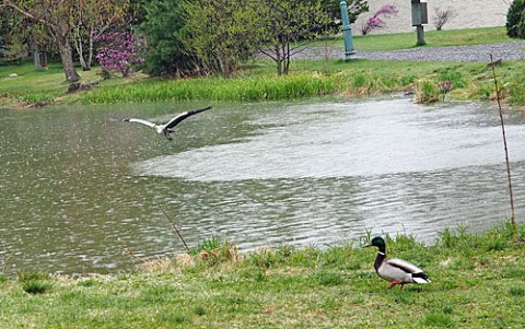 緑ヶ丘公園のアオサギ