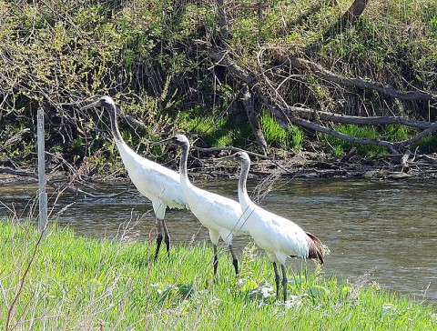 初めて見る野鳥