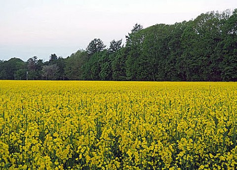 今シーズン初の菜の花畑