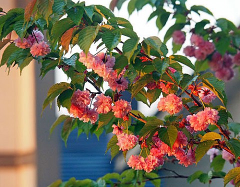 帯広でも育つ八重桜