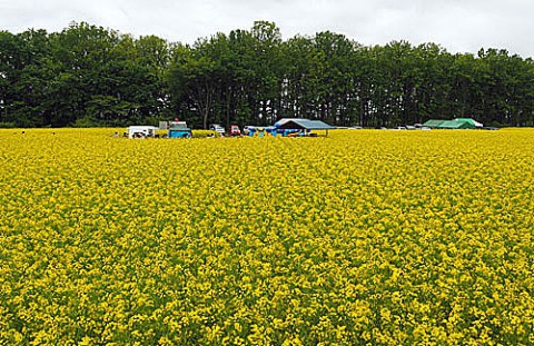 音更町の菜の花畑