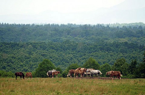 駒場、十勝牧場展望台からの風景