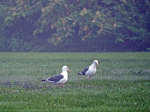 白鳥大橋の下にいたのはカモメ