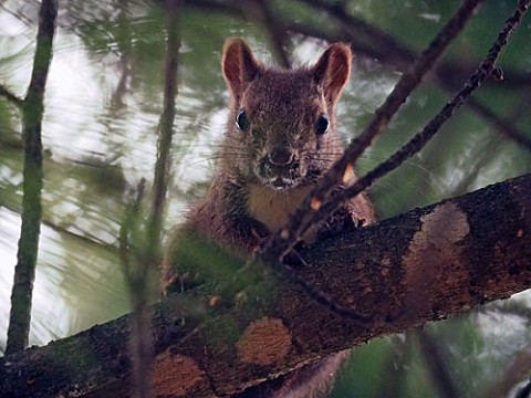 痩せている河川敷のリーちゃんが心配