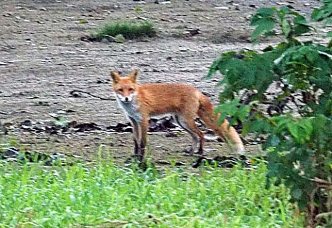 河川敷のキタキツネ