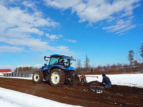 初、雪の中の収穫作業