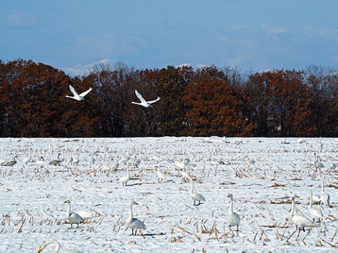 幕別町に毎年飛来する白鳥