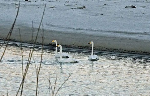 白鳥はやはり水辺が似合う