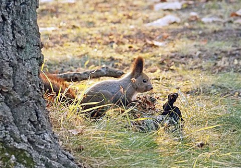 すずらん公園のりーちゃん