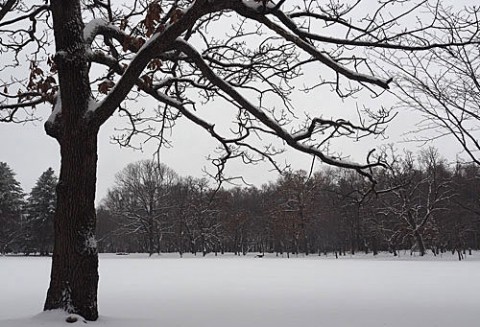 ついに雪景色