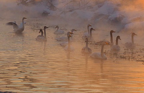 気嵐の朝に染まる白鳥