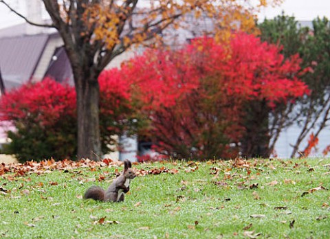 あずさ公園の紅葉とエゾリス