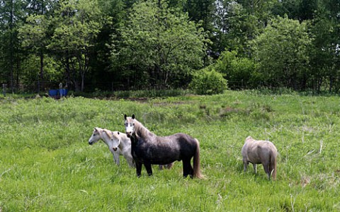 幕別の馬牧場と山野草