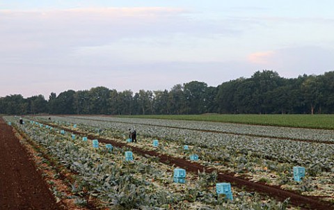 全国一の出荷量音更町ブロッコリー