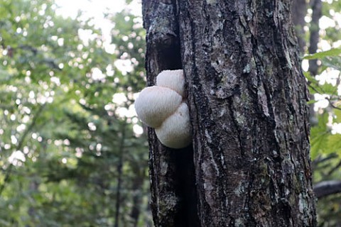 採取した茸はヤマブシタケ