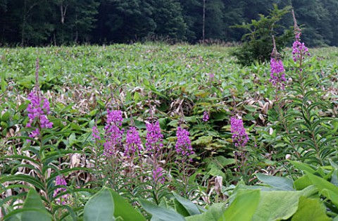 遅咲きの山野草