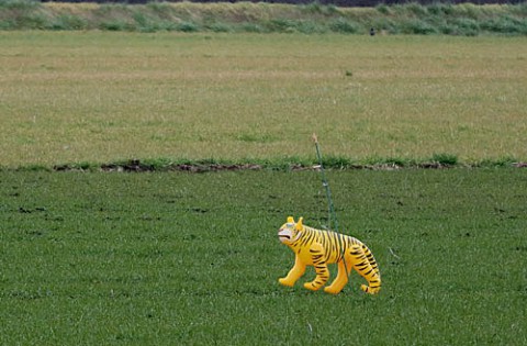 進化するカラス避け